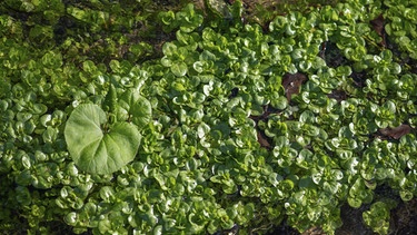 Blätterteppich auf Wasseroberfläche | Bild: picture alliance/dpa