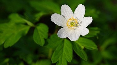 Buschwindroeschen mit offenen Blüten | Bild: Picture alliance/dpa