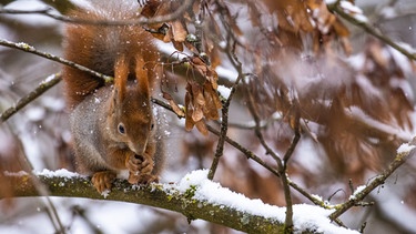 Ein Eichhörnchen sitzt im Winter auf einem Ast und frisst Ahornfrüchte. | Bild: BR/Markus Konvalin