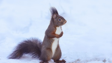 Eichhörnchen im Schnee | Bild: Picture alliance/ dpa