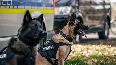 Ein Polizeihund der Münchner Polizei-Hundestaffel sitzt vor einem Einsatzwagen. | Bild: BR/Fabian Stoffers