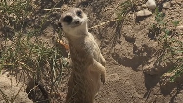 Erdmännchen im Zoo Hoyerswerda | Bild: mdr