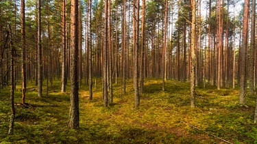 Wald im Lahemaa National Park in Estland | Bild: picture alliance / Westend61 | A. Tamboly