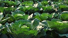 Weisskohl / (Brassica oleracea var. capitata f. alba) / Filderkraut, Kaps | Bild: picture alliance / imageBROKER | A. Sommer