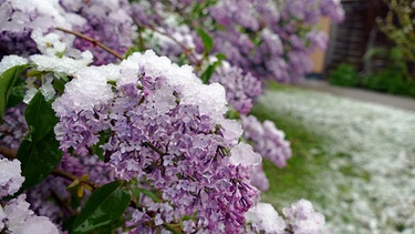 Fliederblüte mit Schnee | Bild: Picture alliance/dpa