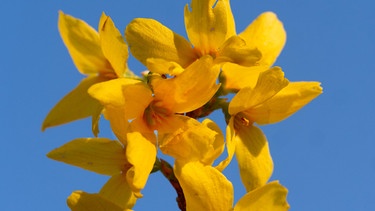 Gelbe Blüte der Forsythia | Bild: Picture alliance/dpa