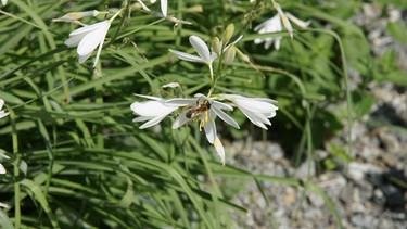 Blätter und Blüten mit Biene | Bild: Picture alliance/dpa