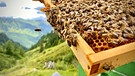Bienen von der Gebirgsimkerei Josef Rettenwender. | Bild: BR/ORF