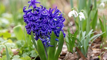 Blaue Hyazinthe neben Schneeglöckchen | Bild: Picture alliance/dpa