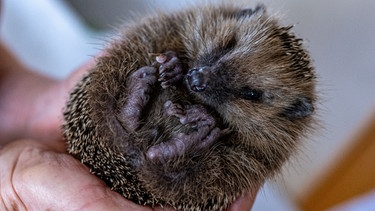 Igel zusammengerollt | Bild: Picture alliance/dpa