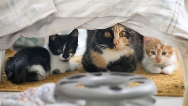 Katzenfamilie unter einer Abdeckung | Bild: Picture alliance/dpa