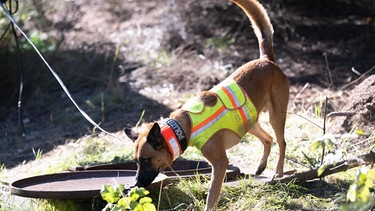 Ein Leichenspürhund steht an einem alten Wasserschacht unterhalb eines Zugang zu einem alten Bergwerksstollen an einem Waldstück.  | Bild: dpa-Bildfunk/Sebastian Kahnert