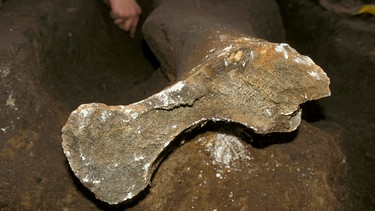 Fossiler Mammutknochen | Bild: picture alliance / imageBROKER / Roger Tidman/FLPA