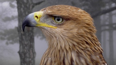 Kaiseradler | Bild: Blue Paw Artists/BR/NDR/NDR Naturfilm