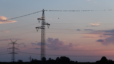 Strommasten auf denen Vögel sitzen im Sonnenuntergang. | Bild: BR/Lisa Hinder