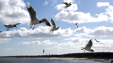 Ostsee Mecklenburg-Vorpommern | Bild: colourbox.com