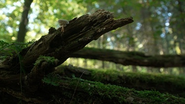 Wasser im Wald | Bild: SWR