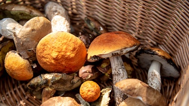 Steinpilze und Rotkappen im Pilzkorb. | Bild: BR/Philipp Kimmelzwinger