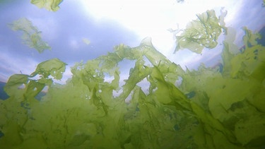 Planet Wissen - Algen - Wie sie für uns die Welt retten könnten | Bild: planet-wissen.de / BR