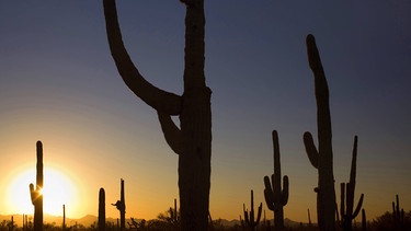 Kakteen im Saguaro-Nationalpark | Bild: picture-alliance/dpa