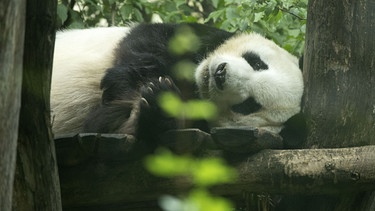 Panda schläft | Bild: Picture alliance/dpa