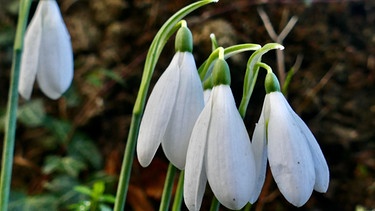 Mehrere weiße Blüten | Bild: Picture alliance/dpa