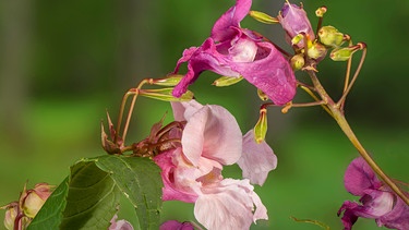 Indisches Springkraut | Bild: picture alliance / blickwinkel/S. Derder 