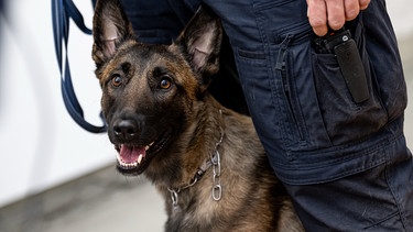 Spürhund | Bild: dpa-Bildfunk/Fabian Sommer