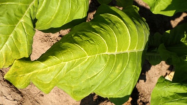 Tabakpflanze Blatt | Bild: picture alliance / AGRAR-PRESS | ikrick