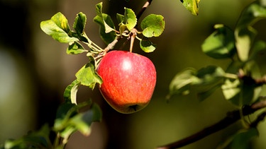 Vom Ahorn bis zur Zwiebel - Der Apfel | Bild: BR