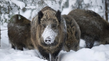 Wildschweine im tief verschneiten Wald, Nationalpark Bayerischer Wald | Bild: picture-alliance/dpa