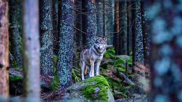 Wolf | Bild: picture alliance / CTK / Vaclav Pancer