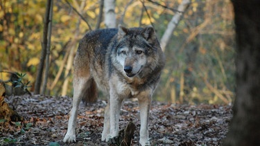 Wolf im Wald | Bild: Pixabay