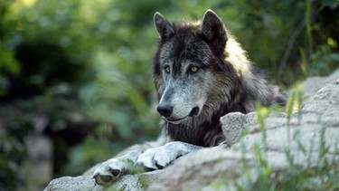 Ein Wolf liegt auf einem Stein. Im 19. Jahrhundert war der Wolf in Deutschland ausgerottet. Doch seit dem Jahr 2000 leben wieder Wölfe bei uns. Wie gut kennt ihr die Vorfahren unserer Haushunde? Hier erfahrt ihr spannende Fakten über die Raubtiere.   | Bild: colourbox.com