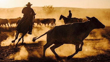 Cowboys beim Zusammentreiben einer Rinderherde in Australiens Outback. | Bild: BBC/Russell Leven