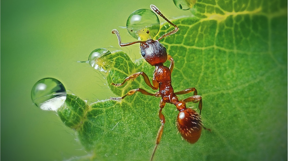 Rote Ameise auf einem grünen Blatt. Ameisen gibt es viele und trotzdem sind sie bedroht.  | Bild: wochit/getty images_dynamic