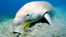 Dugong, Gabelschwanz-Seekuh oder Seeschwein weidet auf Seegraswiese. Dugongs ernähren sich von Seegras. Sie sind hermlose Riesen, aber vom Aussterben bedroht.  | Bild: picture alliance / imageBROKER | Norbert Probst