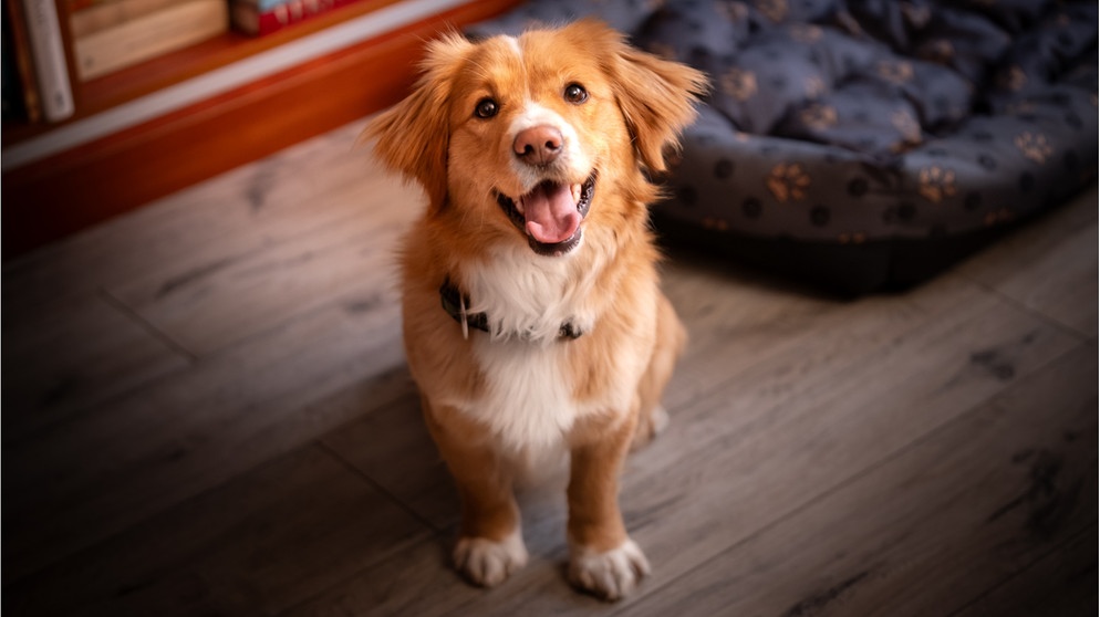 Ein sitzender Hund blickt nach oben | Bild: Getty Images / Wochit