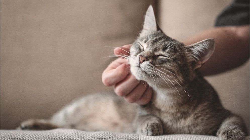 Eine Katze wird am Kinn gestreichelt. | Bild: Getty Images / Wochit