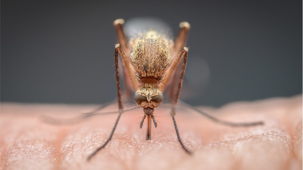 Eine stechende Mücke in Nahaufnahme. Wie schützt ihr euch am besten vor Stechmücken? Und was lindert schnell den Juckreiz, wenn ihr doch gestochen wurdet? Wir haben Tipps für euch, die wirklich helfen. | Bild: Wochit/Getty Images