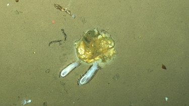 Seegurken fressen die Eisalgen, die von der Unterseite des Meereises der Arktis auf den Meeresgrund gesunken sind. | Bild: picture alliance / dpa | Antje Boetius