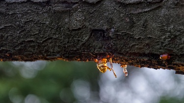 Symbolbild eines Stammes mit Harz zur Polymerforschung als Ersatz für natürliche Organismen | Bild: colourbox.com