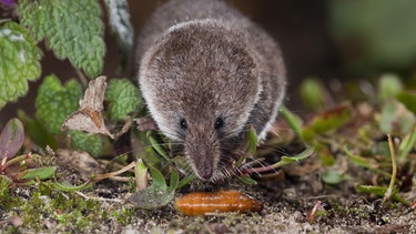 Zwergspitzmaus, Zwerg-Spitzmaus (Sorex minutus), hat eine Made erspaeht, Niederlande | Bild: picture alliance / blickwinkel/AGAMI/T. Douma | AGAMI/T. Douma