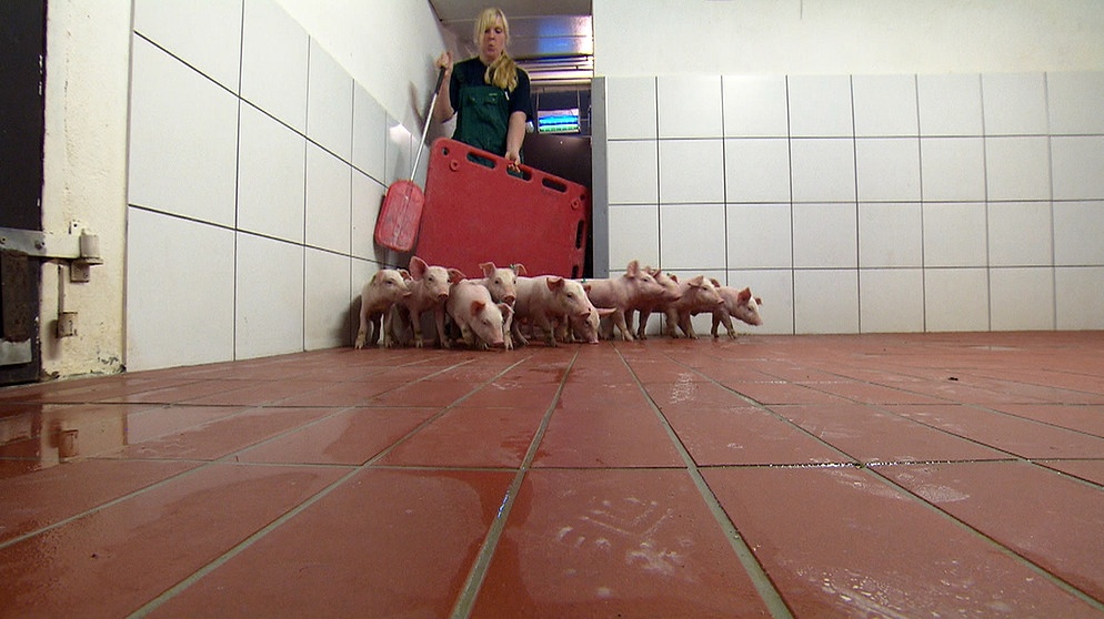 Tierwirt Schweinehaltung | Bild: BR