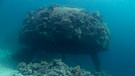 Die U-Boot-Garage existiert heute noch. Sie hat sich im Laufe von 50 Jahren in ein Korallenriff verwandelt. | Bild: WDR/Marquardt Medienproduktion