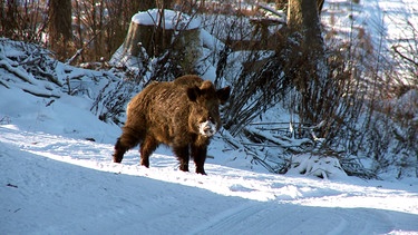 Wildschweine sind an vielen ruhigen Stellen im Teutoburger Wald zu finden. Im Winter sind die Tiere auch tagsüber unterwegs, um nach Nahrung zu suchen. | Bild: NDR/NDR Naturfilm 2011/MacroTele-Film Schieke GbR
