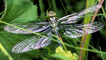 Gefährlich auffällig glänzt diese frisch geschlüpfte Mosaikjungfer. Die Phase vom Herausklettern aus dem Wasser bis zum ersten Flug ist die gefährlichste Zeit im Leben der Libellen: über 60 Prozent werden gefressen. | Bild: NDR/NDR Naturfilm/doclights/Georg Rüppell