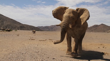 In der Trockenzeit wandern die Elefanten über weite Strecken auf der Suche nach Futter. | Bild: WDR/Blue Planet Film/Roland Gockel