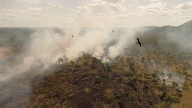 Feuervögel fliegen über einem Buschfeuer in Australien. | Bild: WDR/Saint Thomas Productions