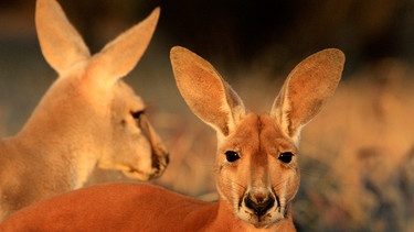 Riesenkängurus bewohnen die Wüsten und Halbwüsten Australiens - sie sind die größten noch lebenden Beuteltiere. | Bild: NDR/WildBear Entertainment PTY Ltd/Jens Westphalen/Thoralf Grospitz